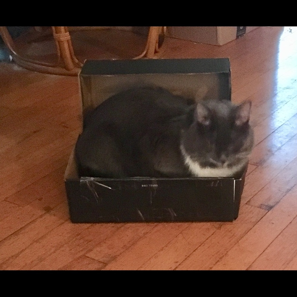 Cat in a box